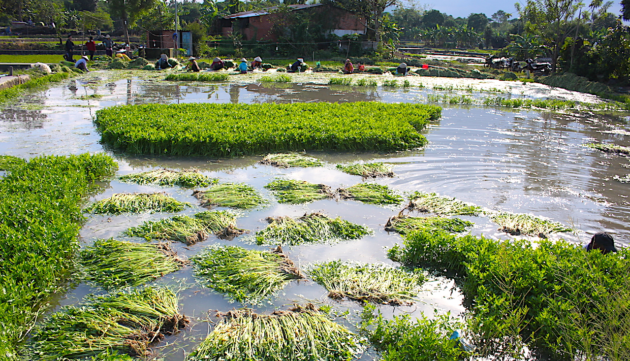 Việt Nam có loại rau ngọt như mì chính, chứa chất quý giúp giải độc cơ thể: Được bán đầy chợ vào mùa đông- Ảnh 4.