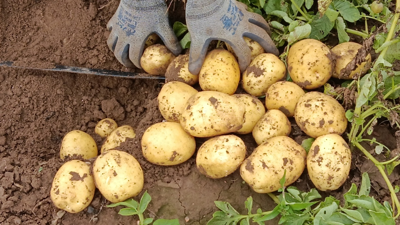 Ra chợ mua khoai tây, gặp 4 loại rẻ ngon mắt mấy cũng đừng mua- Ảnh 2.