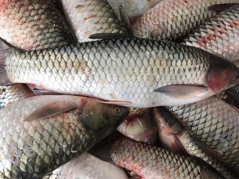 10 mẹo chọn cá tươi người bán không muốn bạn biết- Ảnh 2. 10 mẹo chọn cá tươi người bán không muốn bạn biết- Ảnh 2.