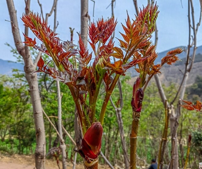 Việt Nam có loại rau mọc dại, nhưng ở Trung Quốc lại là "cao lương mỹ vị số 1": Bổ ngang nhân sâm, bán đắt hơn cả thịt- Ảnh 1.