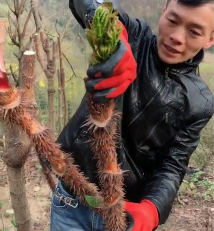 Việt Nam có loại rau mọc dại, nhưng ở Trung Quốc lại là "cao lương mỹ vị số 1": Bổ ngang nhân sâm, bán đắt hơn cả thịt- Ảnh 3.