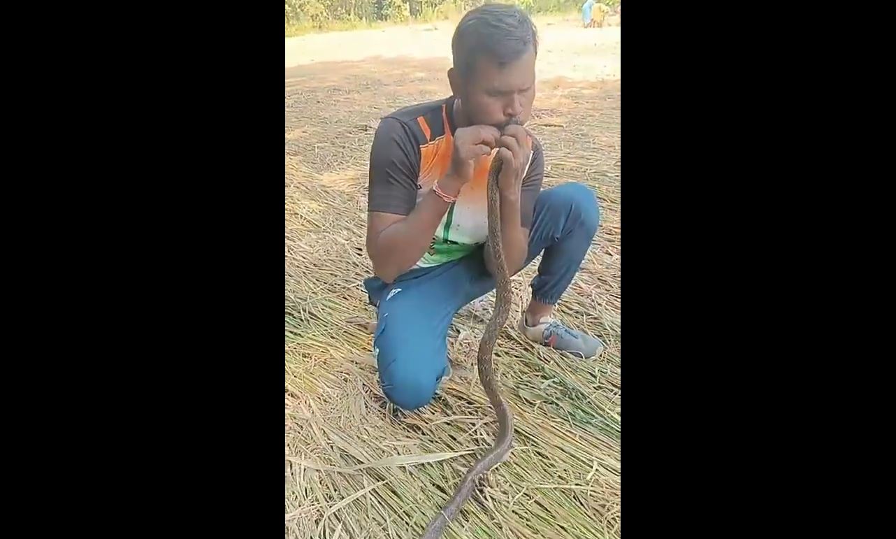 Người đàn ông hô hấp nhân tạo, cứu sống con rắn bị điện giật- Ảnh 1.