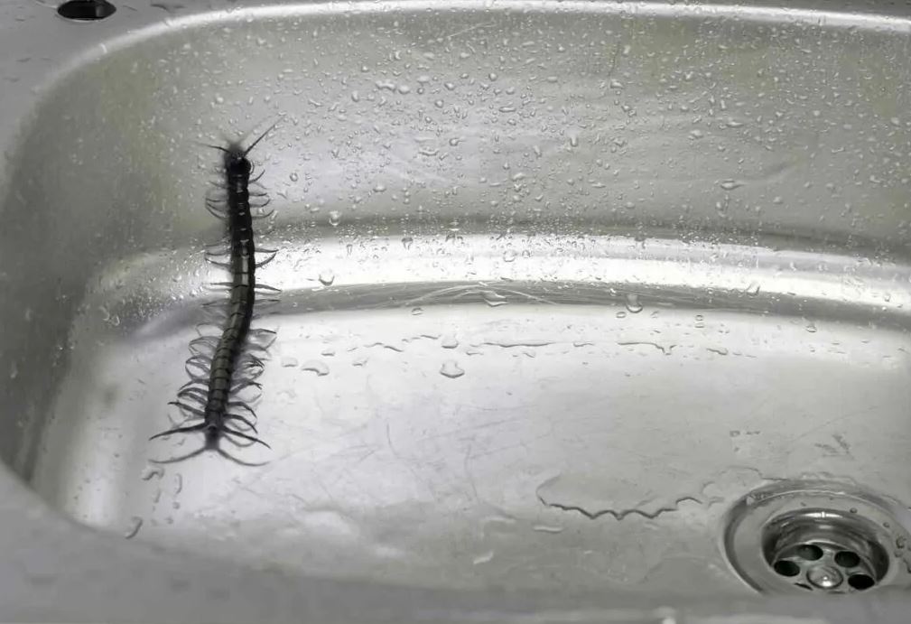 5 biện pháp đuổi rết hiệu quả nhất tại nhà- Ảnh 1.