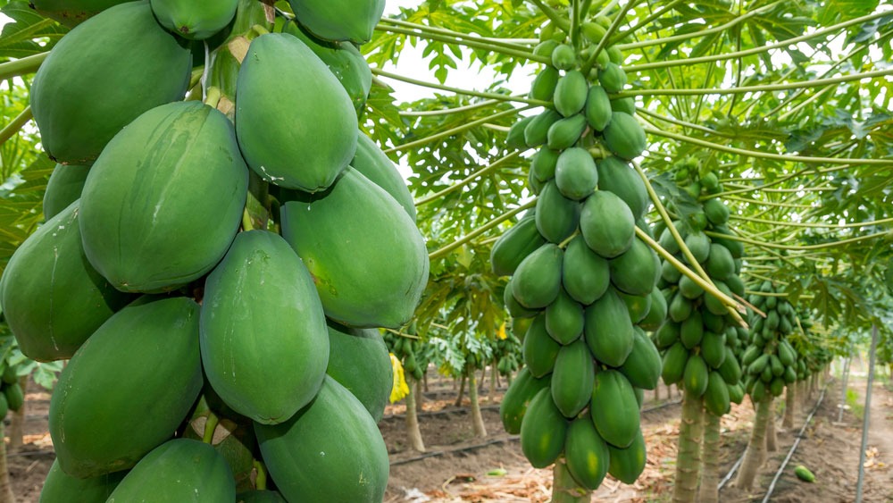 5 cây dụ rắn vào nhà, ai đang trồng thì CẢNH GIÁC- Ảnh 4.