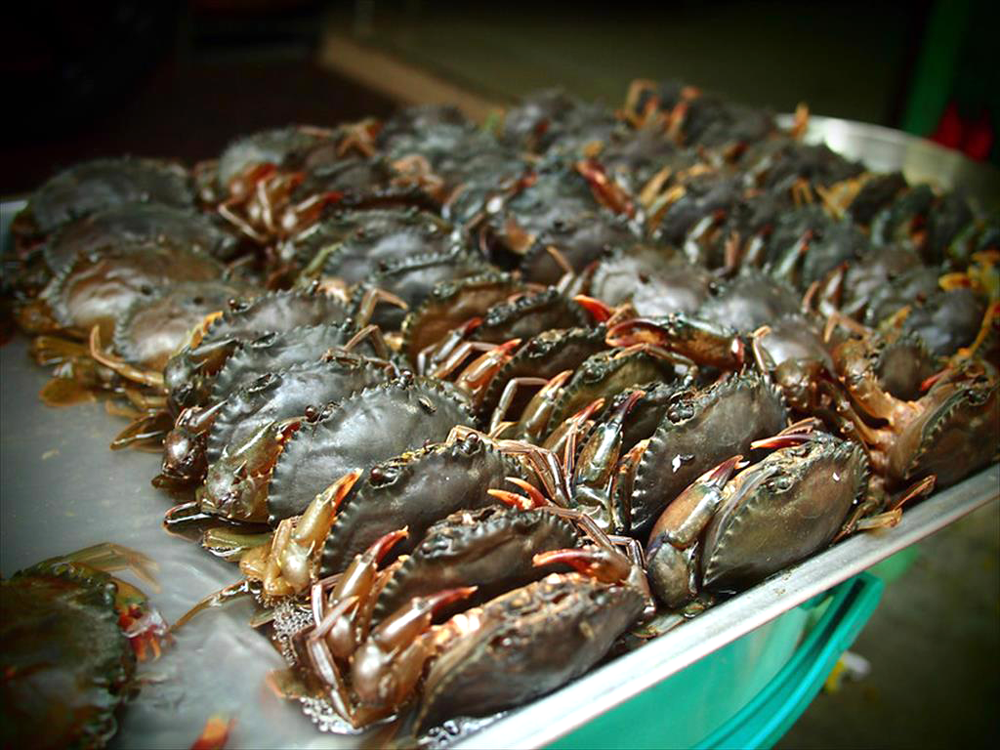 Kho báu dưới nước của Việt Nam 'bơi' sang Mỹ, Nhật Bản siêu đắt hàng: xuất khẩu tăng khủng hơn 600%, chất lượng vượt trội hàng đầu thế giới- Ảnh 2. Kho báu dưới nước của Việt Nam