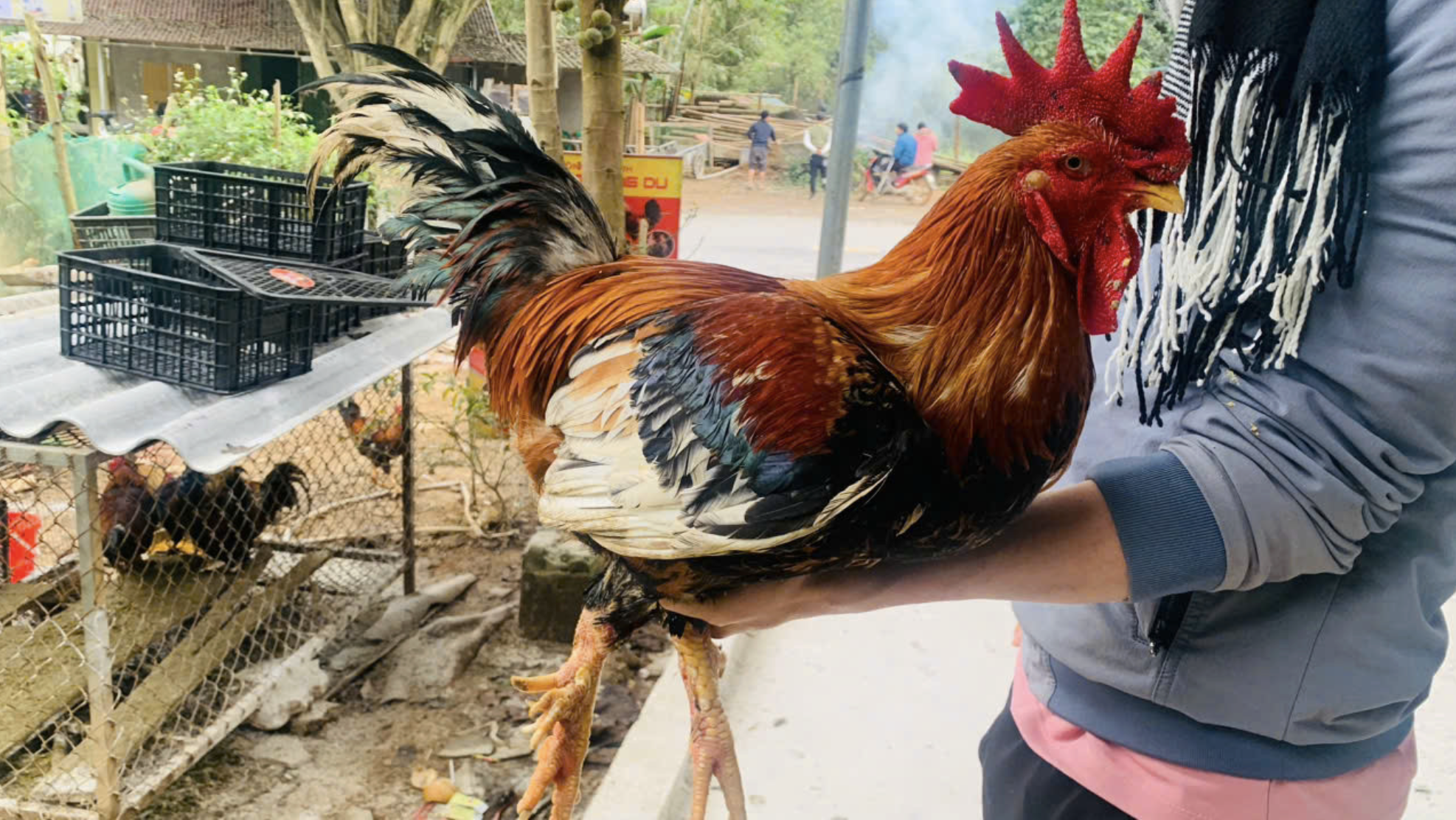 Một loài vật trong truyền thuyết Việt Nam có thật ngoài đời, nay thành đặc sản đắt đỏ- Ảnh 1.