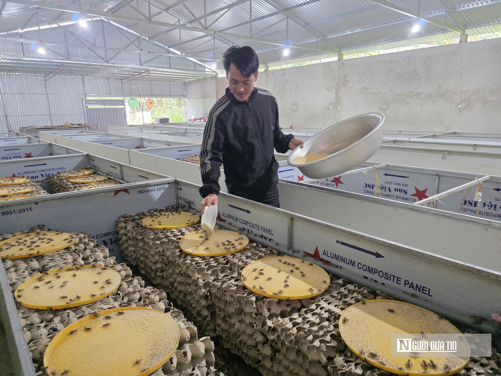 Nuôi loài “tí hon” 30 ngày đã thu hoạch, chàng rể Nghệ An kiếm trăm triệu mỗi năm- Ảnh 1.