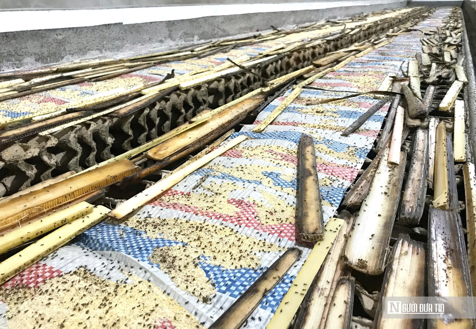 Nuôi loài “tí hon” 30 ngày đã thu hoạch, chàng rể Nghệ An kiếm trăm triệu mỗi năm- Ảnh 2.