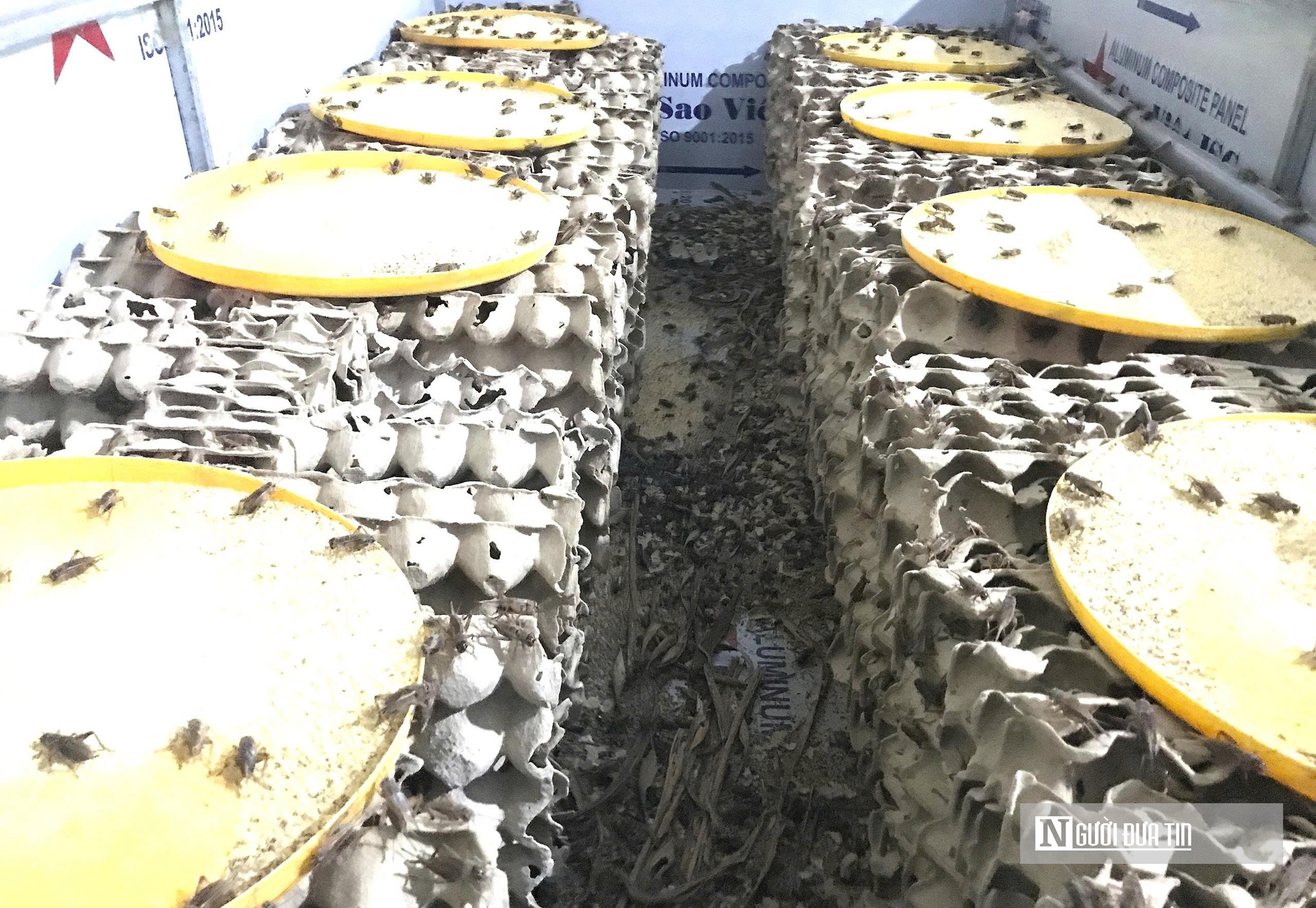 Nuôi loài “tí hon” 30 ngày đã thu hoạch, chàng rể Nghệ An kiếm trăm triệu mỗi năm- Ảnh 3.