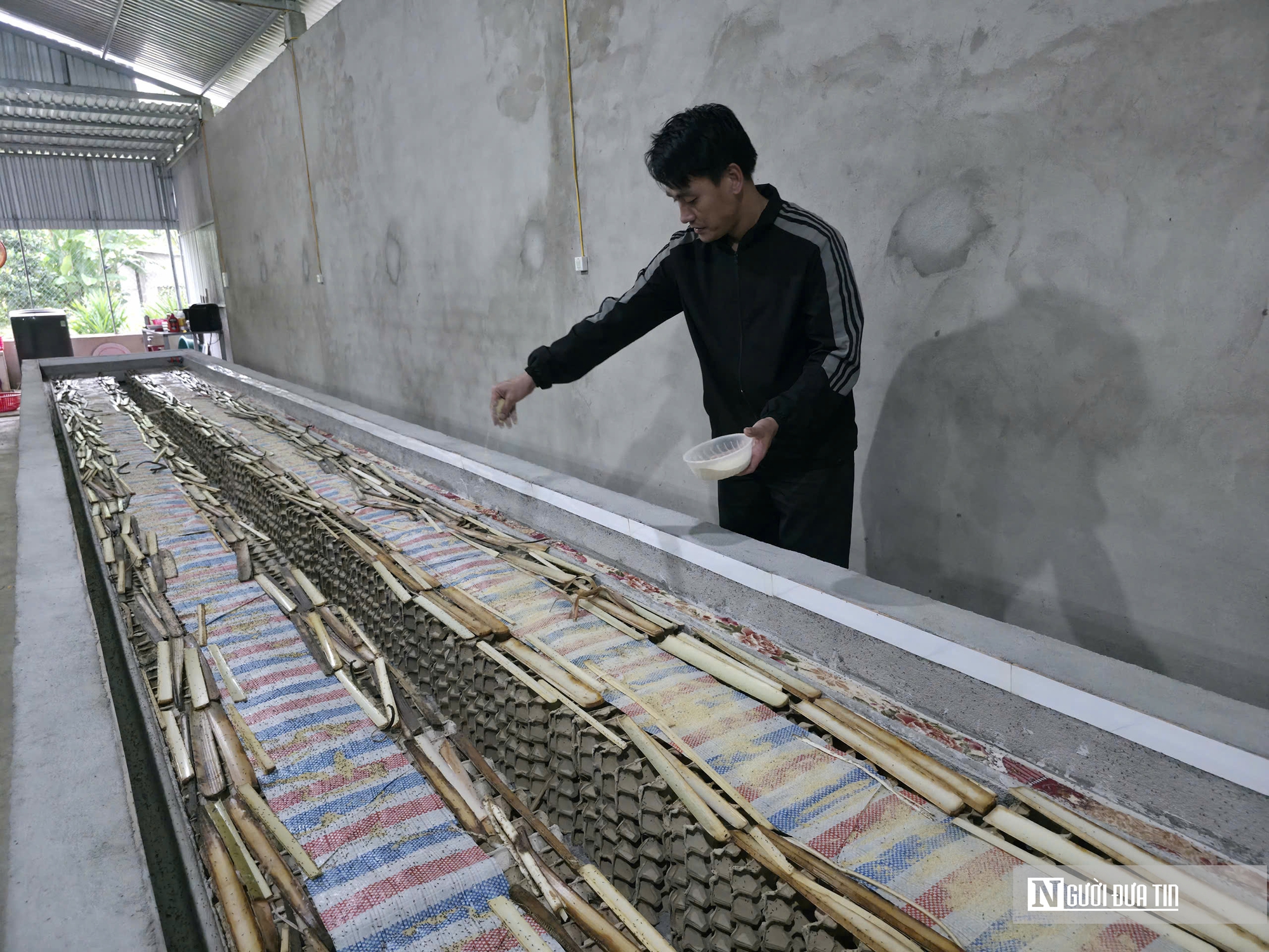 Nuôi loài “tí hon” 30 ngày đã thu hoạch, chàng rể Nghệ An kiếm trăm triệu mỗi năm- Ảnh 4.