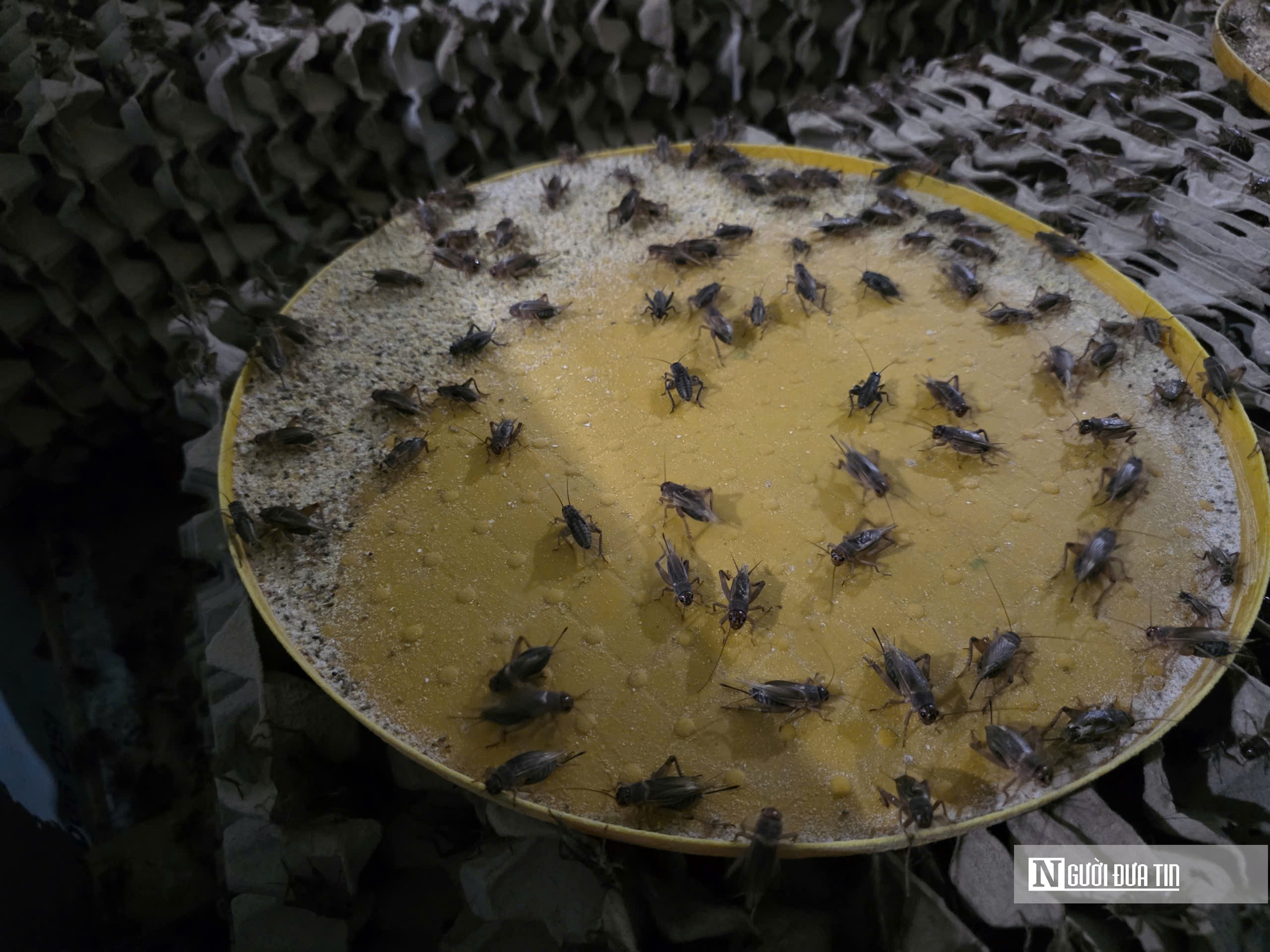 Nuôi loài “tí hon” 30 ngày đã thu hoạch, chàng rể Nghệ An kiếm trăm triệu mỗi năm- Ảnh 6.