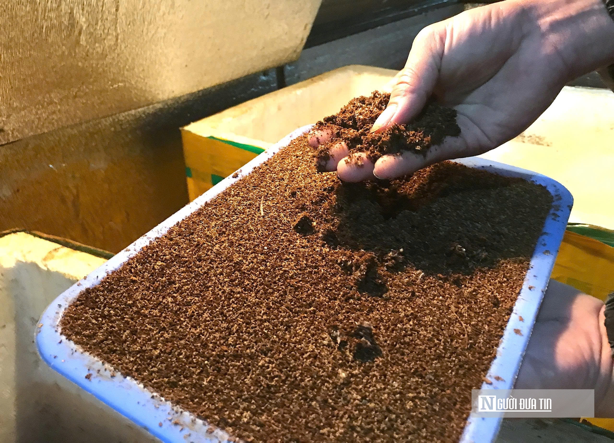 Nuôi loài “tí hon” 30 ngày đã thu hoạch, chàng rể Nghệ An kiếm trăm triệu mỗi năm- Ảnh 7.