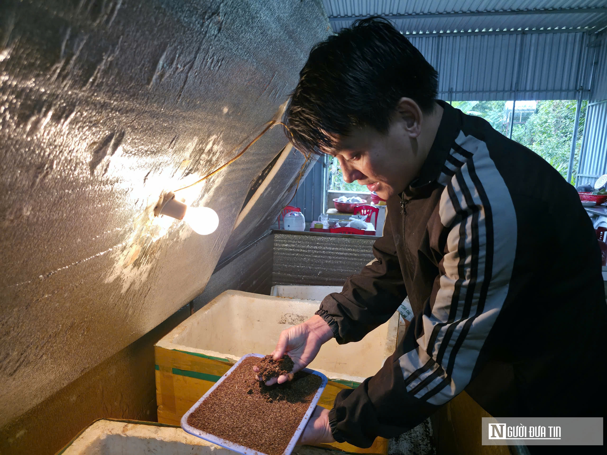 Nuôi loài “tí hon” 30 ngày đã thu hoạch, chàng rể Nghệ An kiếm trăm triệu mỗi năm- Ảnh 8.