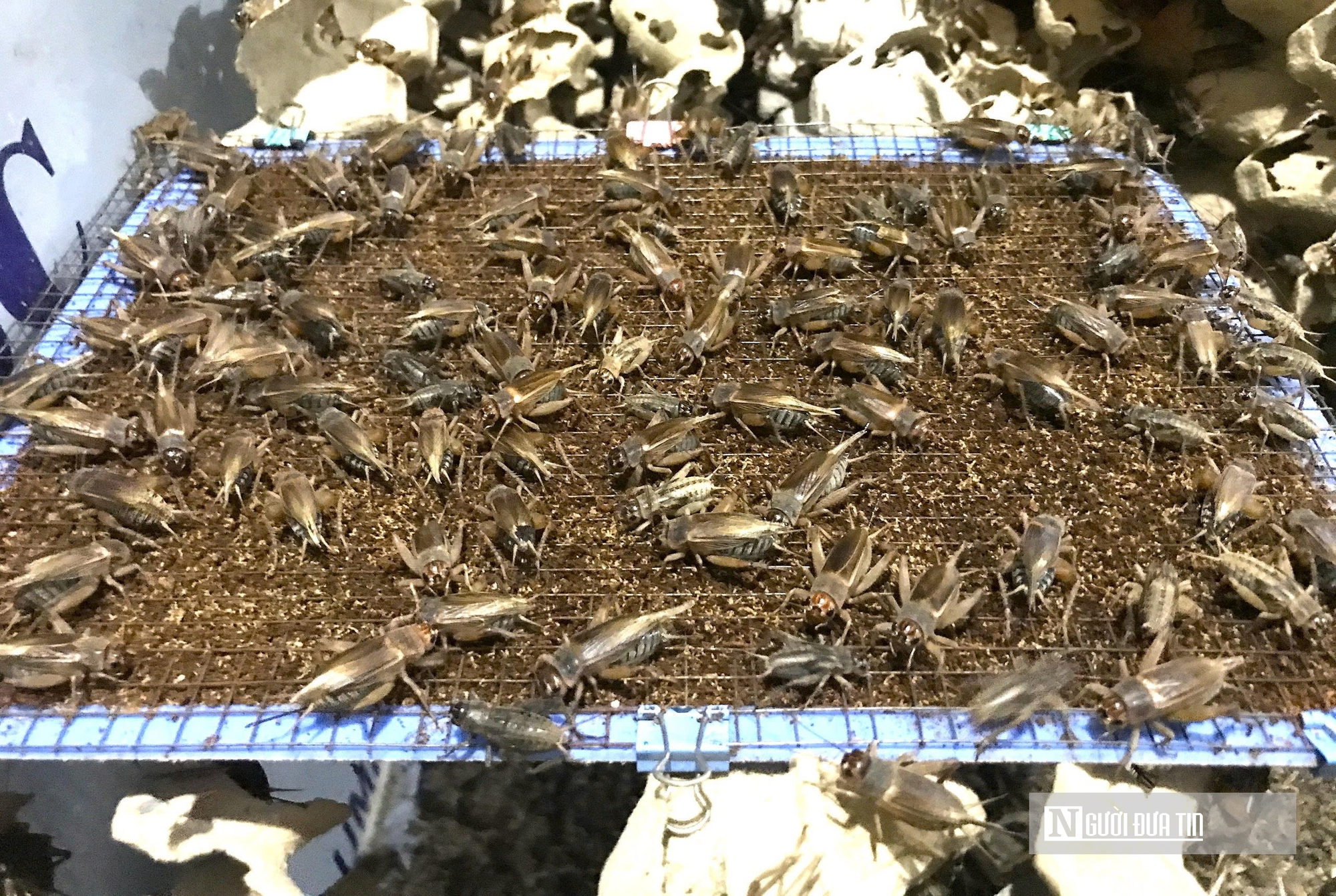 Nuôi loài “tí hon” 30 ngày đã thu hoạch, chàng rể Nghệ An kiếm trăm triệu mỗi năm- Ảnh 9.