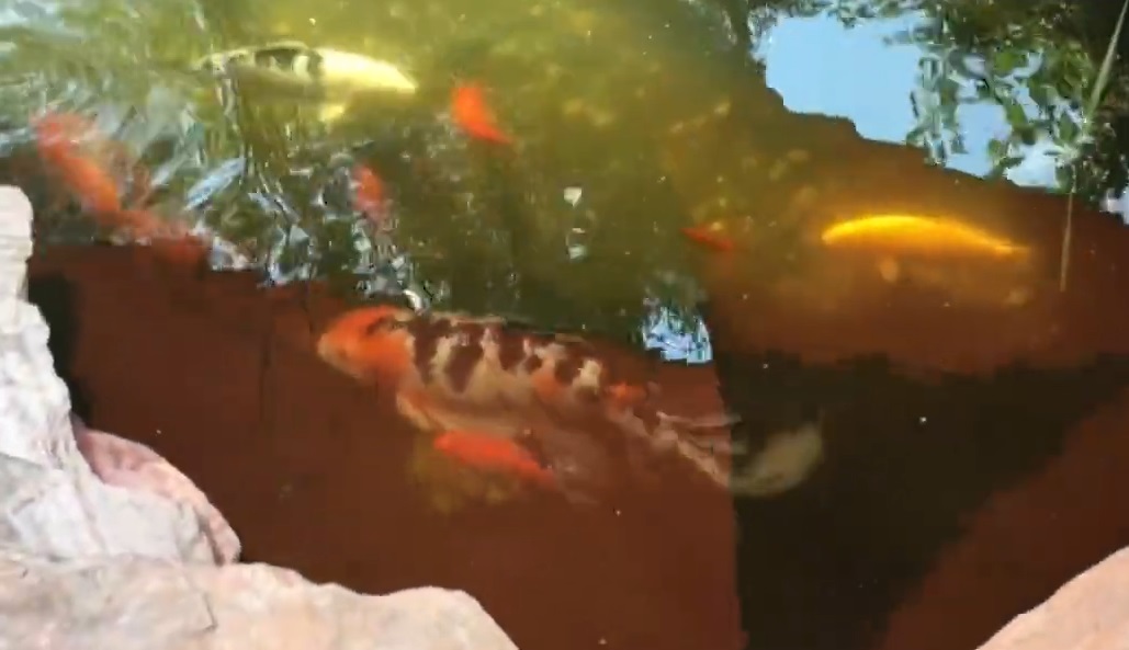 Đàn cá Koi bị ăn thịt, người phụ nữ sốc nặng khi biết "thủ phạm"- Ảnh 1.