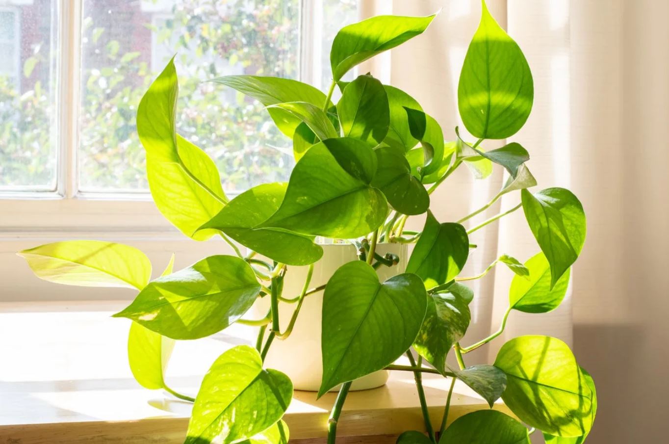 6 vị trí trong nhà tuyệt đối không được đặt cây: Số 3 khiến nhiều người "ngã ngửa"- Ảnh 5. 6 vị trí trong nhà tuyệt đối không được đặt cây: Số 3 khiến nhiều người "ngã ngửa"- Ảnh 5.