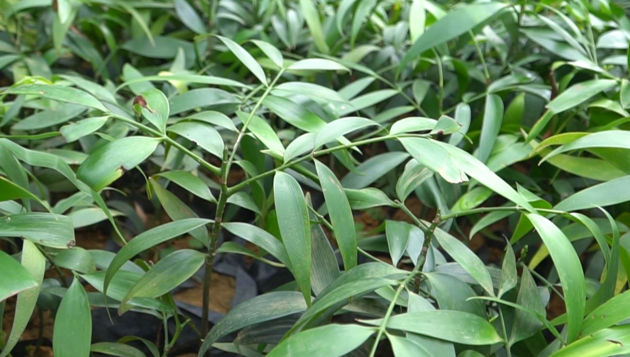 Loại cây “giữ tiền", mang lại bình an: Nhiều nhà trồng mà không biết nó có tác dụng giải độc- Ảnh 3.