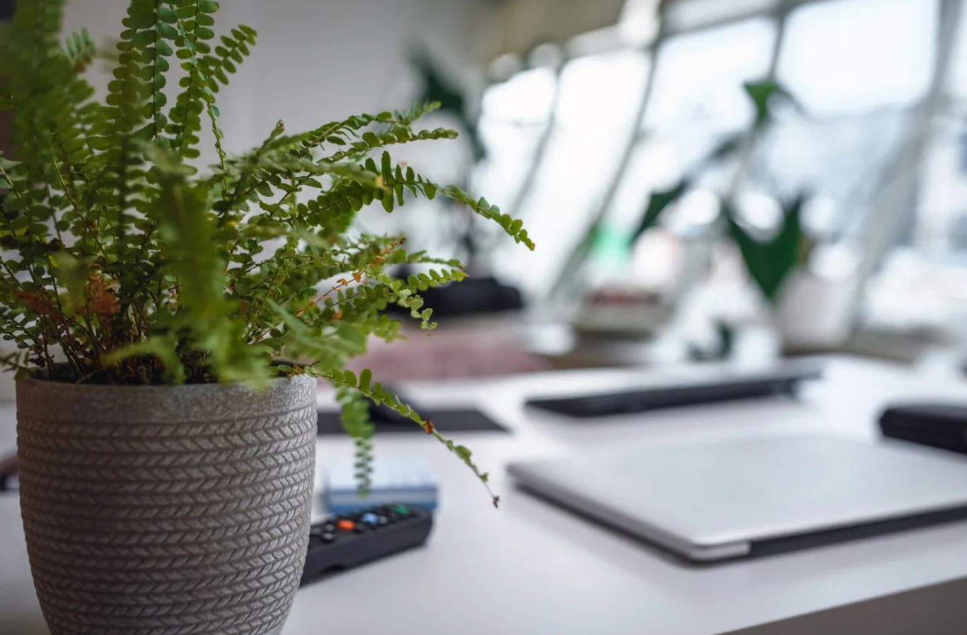 6 vị trí trong nhà tuyệt đối không được đặt cây: Số 3 khiến nhiều người "ngã ngửa"- Ảnh 4. 6 vị trí trong nhà tuyệt đối không được đặt cây: Số 3 khiến nhiều người "ngã ngửa"- Ảnh 4.