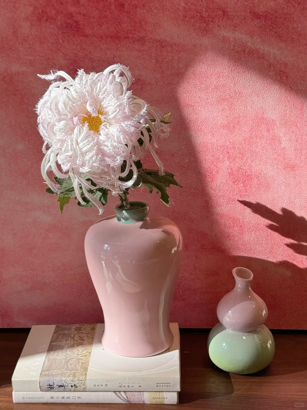 Mê mẩn loài cúc lạ "Sư Tử Phấn Bạch": Nhìn tưởng lông vũ, sờ mịn như tơ, bí kíp chăm trong chung cư kín gió vẫn nở bung rực rỡ- Ảnh 8.