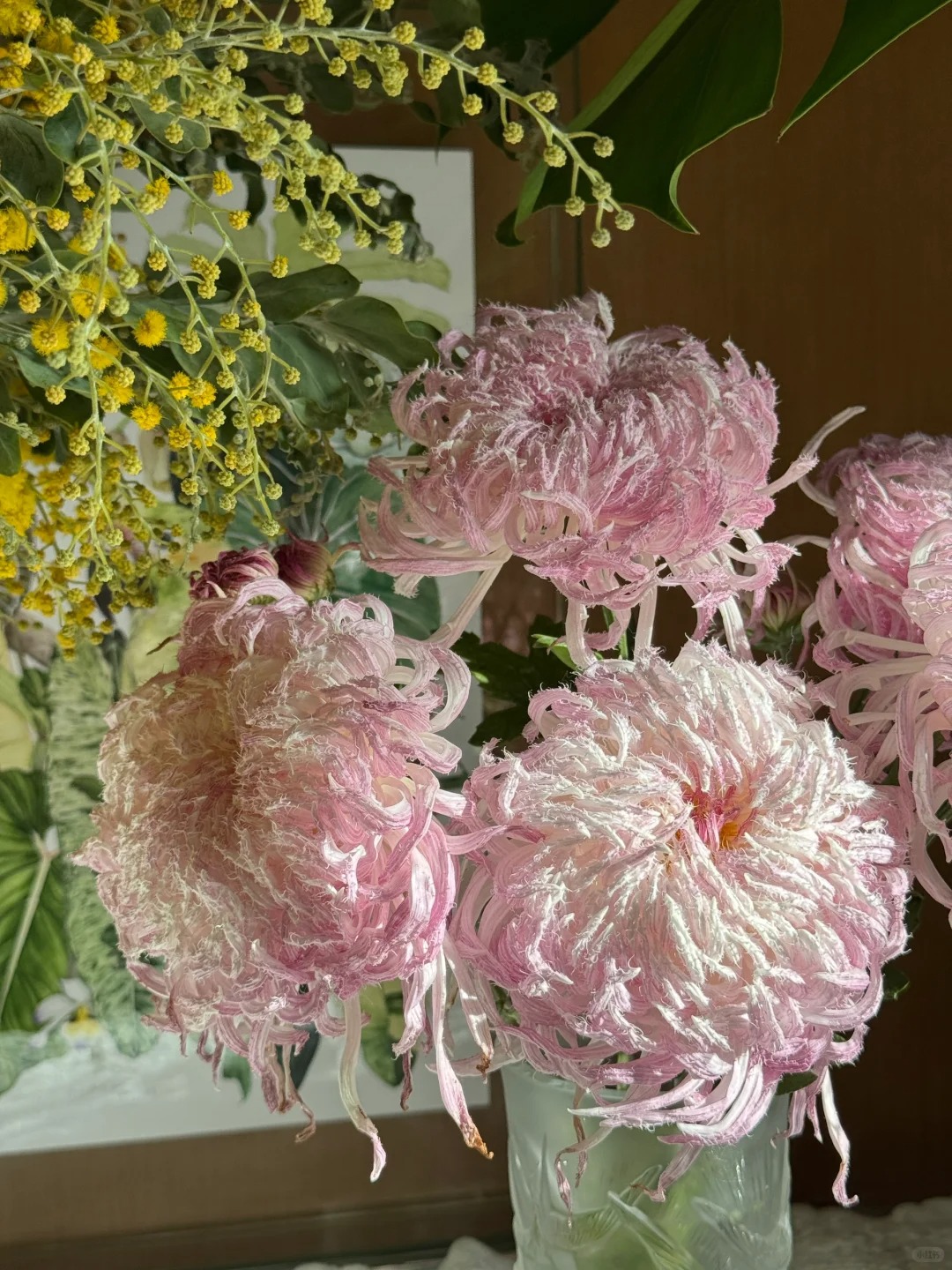 Mê mẩn loài cúc lạ "Sư Tử Phấn Bạch": Nhìn tưởng lông vũ, sờ mịn như tơ, bí kíp chăm trong chung cư kín gió vẫn nở bung rực rỡ- Ảnh 36.