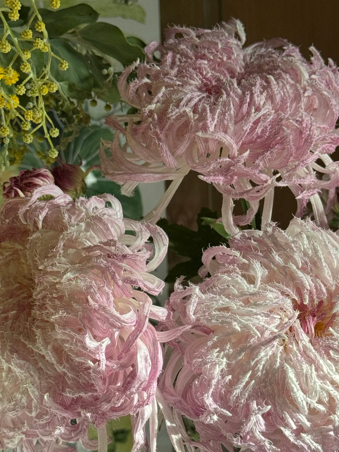 Mê mẩn loài cúc lạ "Sư Tử Phấn Bạch": Nhìn tưởng lông vũ, sờ mịn như tơ, bí kíp chăm trong chung cư kín gió vẫn nở bung rực rỡ- Ảnh 35.