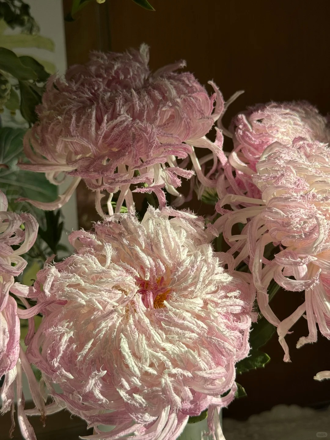 Mê mẩn loài cúc lạ "Sư Tử Phấn Bạch": Nhìn tưởng lông vũ, sờ mịn như tơ, bí kíp chăm trong chung cư kín gió vẫn nở bung rực rỡ- Ảnh 34.