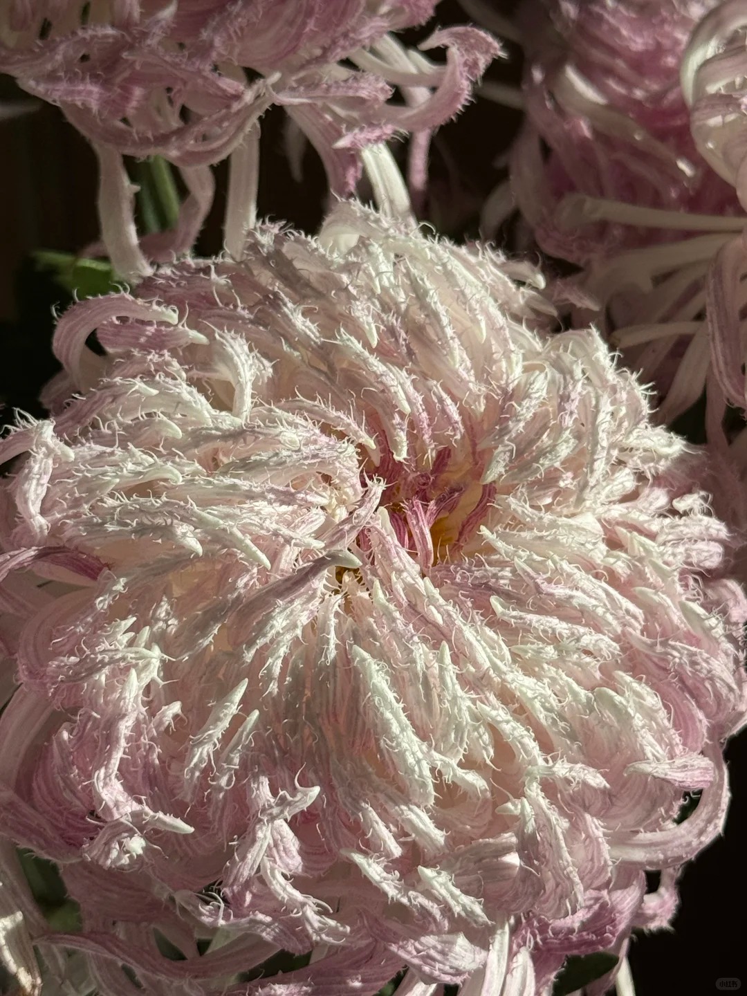 Mê mẩn loài cúc lạ "Sư Tử Phấn Bạch": Nhìn tưởng lông vũ, sờ mịn như tơ, bí kíp chăm trong chung cư kín gió vẫn nở bung rực rỡ- Ảnh 32.