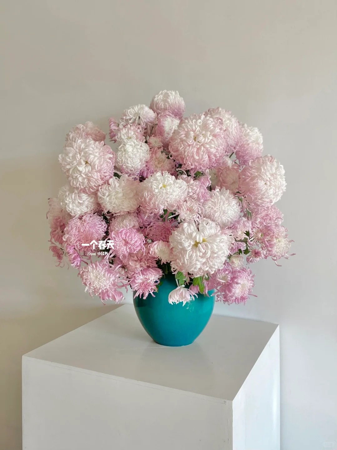 Mê mẩn loài cúc lạ "Sư Tử Phấn Bạch": Nhìn tưởng lông vũ, sờ mịn như tơ, bí kíp chăm trong chung cư kín gió vẫn nở bung rực rỡ- Ảnh 30.