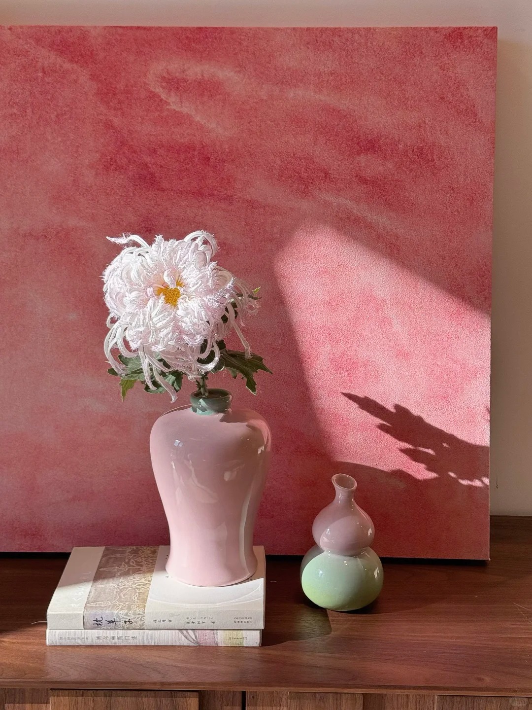 Mê mẩn loài cúc lạ "Sư Tử Phấn Bạch": Nhìn tưởng lông vũ, sờ mịn như tơ, bí kíp chăm trong chung cư kín gió vẫn nở bung rực rỡ- Ảnh 9.