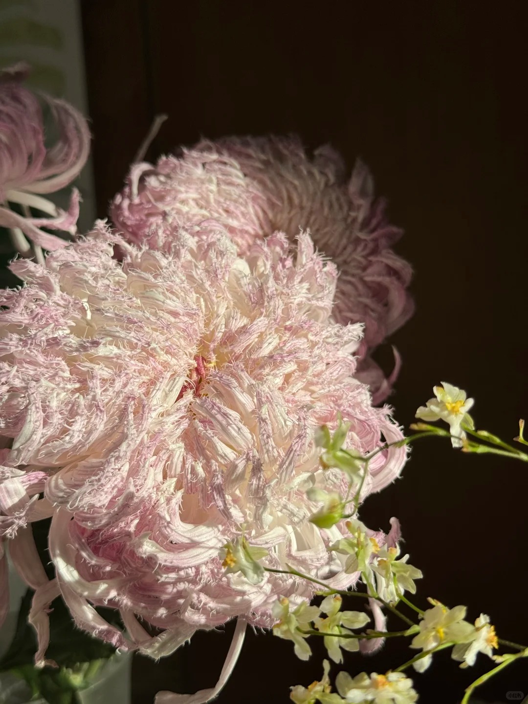 Mê mẩn loài cúc lạ "Sư Tử Phấn Bạch": Nhìn tưởng lông vũ, sờ mịn như tơ, bí kíp chăm trong chung cư kín gió vẫn nở bung rực rỡ- Ảnh 33.