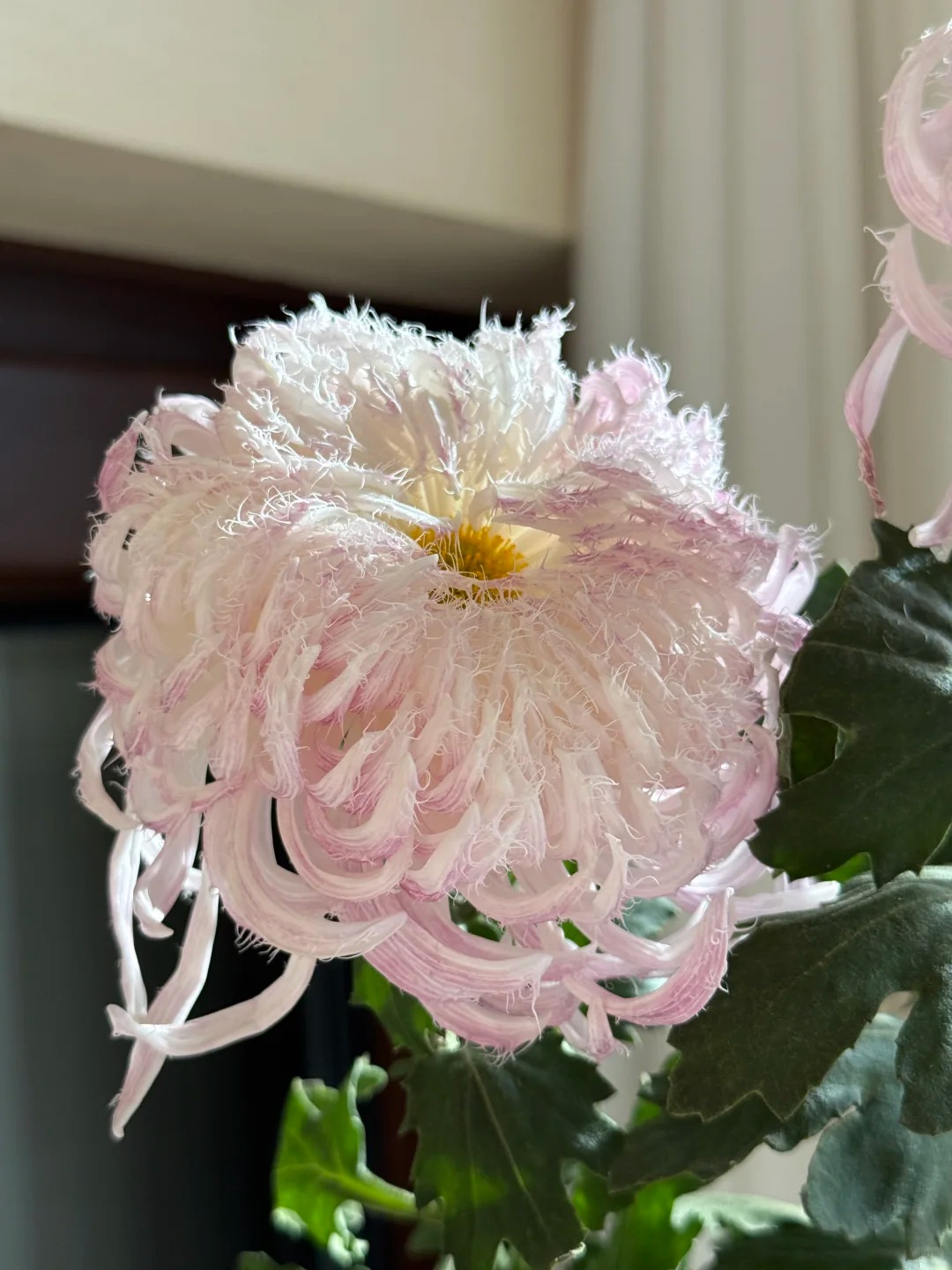 Mê mẩn loài cúc lạ "Sư Tử Phấn Bạch": Nhìn tưởng lông vũ, sờ mịn như tơ, bí kíp chăm trong chung cư kín gió vẫn nở bung rực rỡ- Ảnh 26.