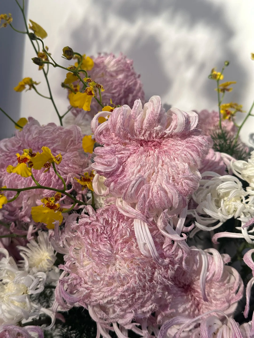 Mê mẩn loài cúc lạ "Sư Tử Phấn Bạch": Nhìn tưởng lông vũ, sờ mịn như tơ, bí kíp chăm trong chung cư kín gió vẫn nở bung rực rỡ- Ảnh 20.