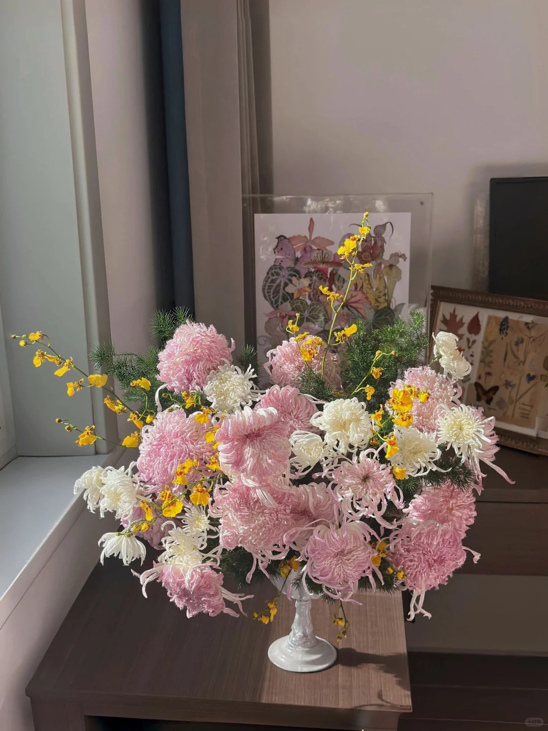 Mê mẩn loài cúc lạ "Sư Tử Phấn Bạch": Nhìn tưởng lông vũ, sờ mịn như tơ, bí kíp chăm trong chung cư kín gió vẫn nở bung rực rỡ- Ảnh 21.