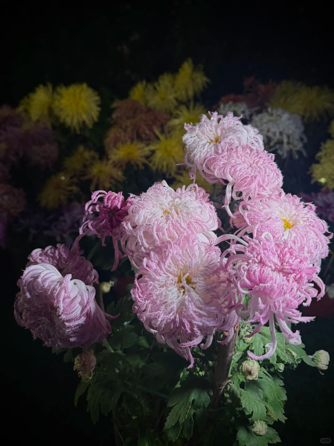 Mê mẩn loài cúc lạ "Sư Tử Phấn Bạch": Nhìn tưởng lông vũ, sờ mịn như tơ, bí kíp chăm trong chung cư kín gió vẫn nở bung rực rỡ- Ảnh 28.