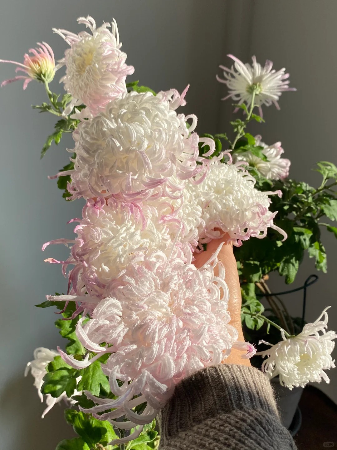 Mê mẩn loài cúc lạ "Sư Tử Phấn Bạch": Nhìn tưởng lông vũ, sờ mịn như tơ, bí kíp chăm trong chung cư kín gió vẫn nở bung rực rỡ- Ảnh 2.