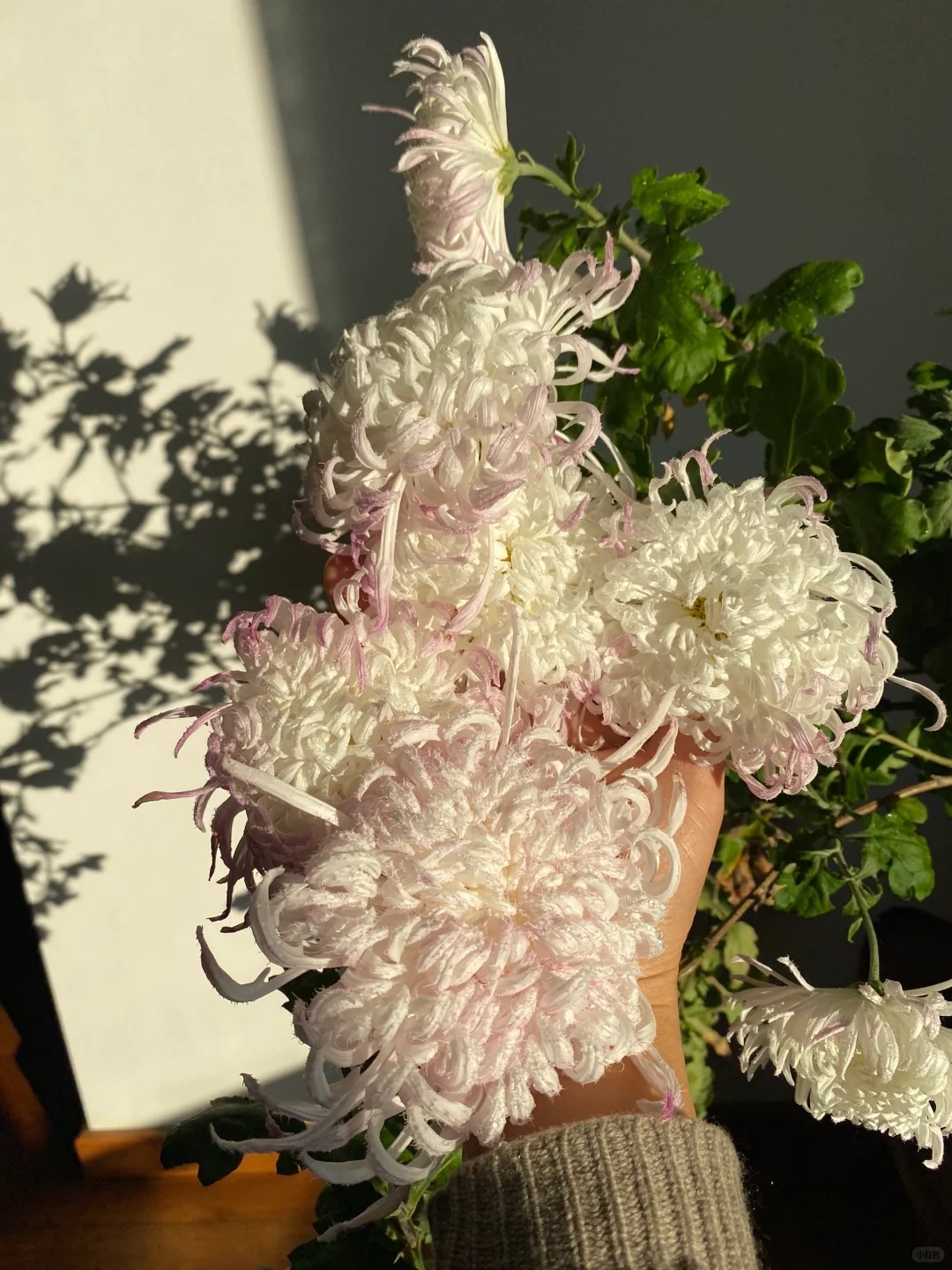 Mê mẩn loài cúc lạ "Sư Tử Phấn Bạch": Nhìn tưởng lông vũ, sờ mịn như tơ, bí kíp chăm trong chung cư kín gió vẫn nở bung rực rỡ- Ảnh 3.