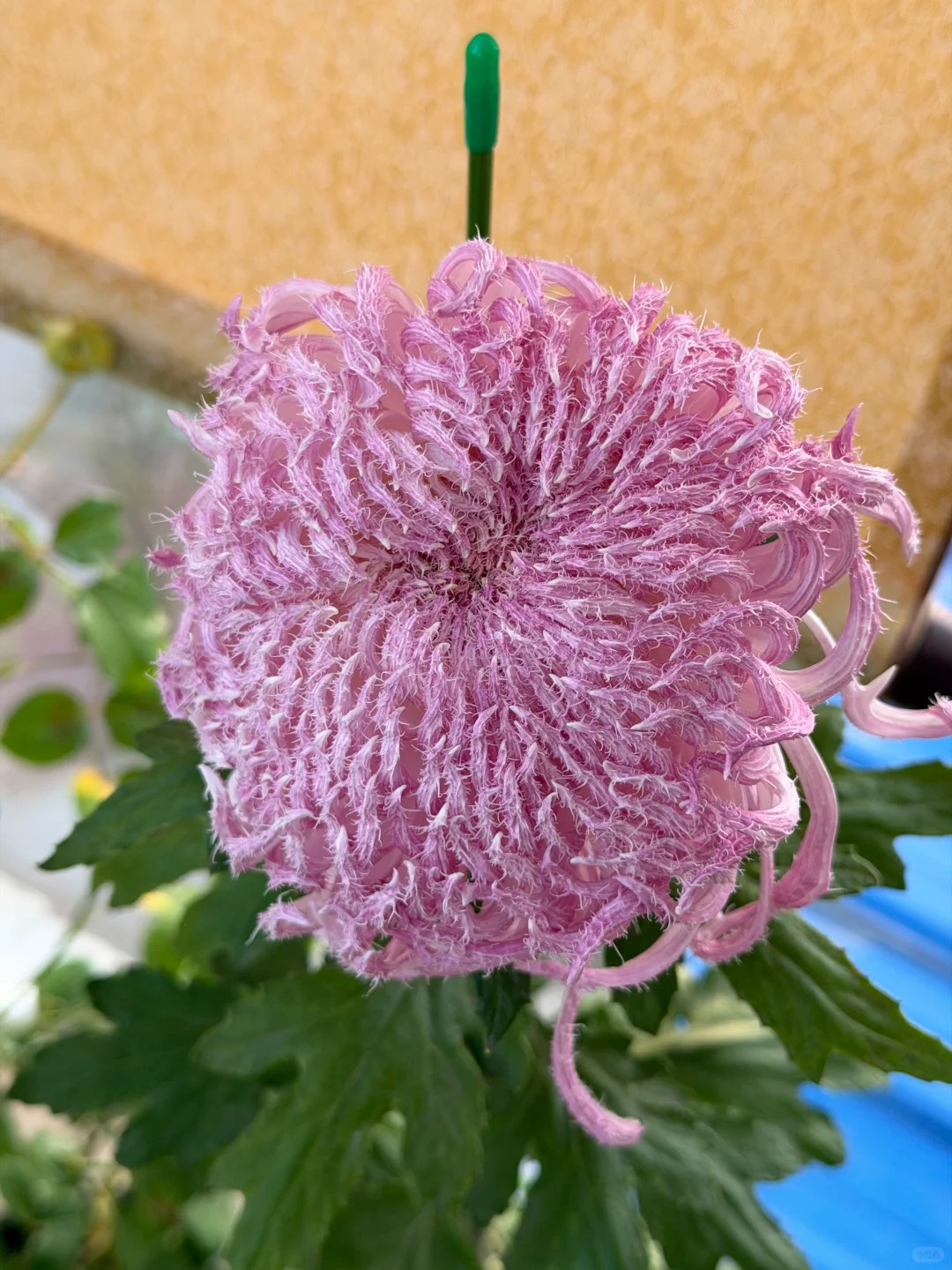 Mê mẩn loài cúc lạ "Sư Tử Phấn Bạch": Nhìn tưởng lông vũ, sờ mịn như tơ, bí kíp chăm trong chung cư kín gió vẫn nở bung rực rỡ- Ảnh 19.