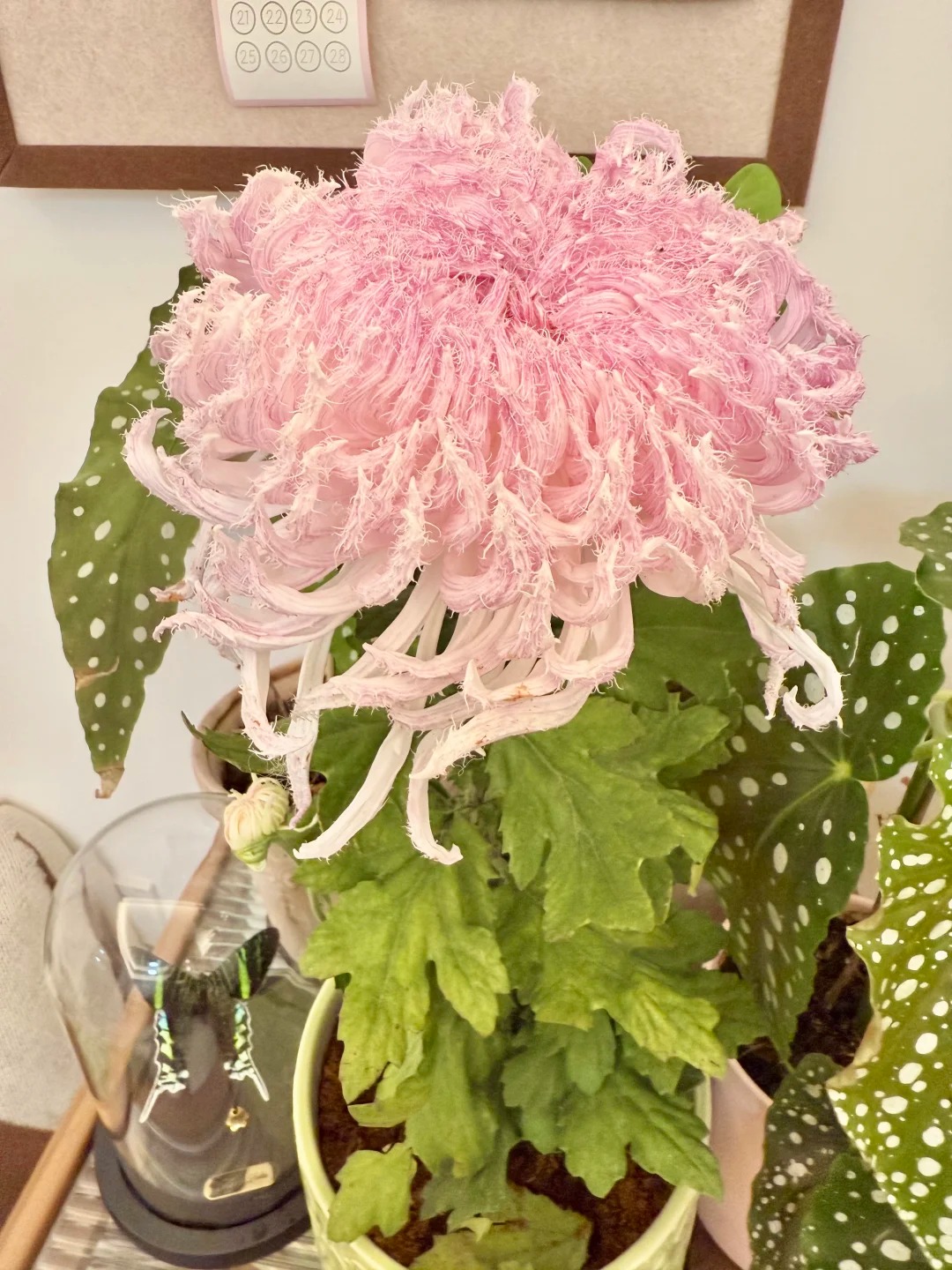 Mê mẩn loài cúc lạ "Sư Tử Phấn Bạch": Nhìn tưởng lông vũ, sờ mịn như tơ, bí kíp chăm trong chung cư kín gió vẫn nở bung rực rỡ- Ảnh 14.