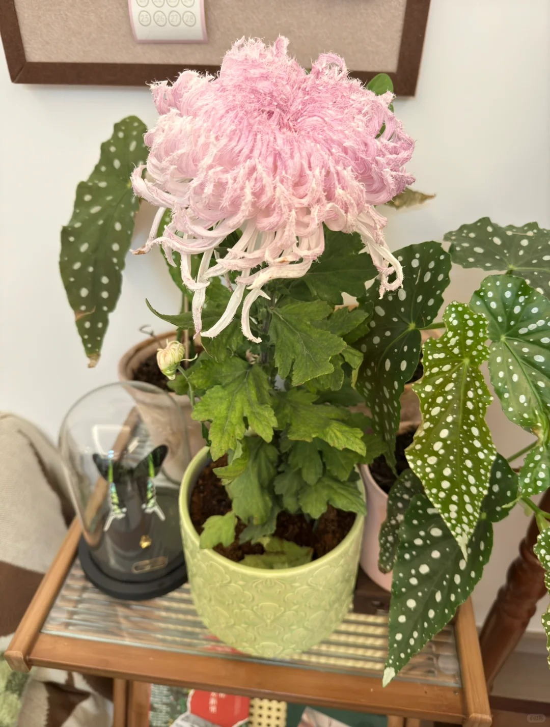 Mê mẩn loài cúc lạ "Sư Tử Phấn Bạch": Nhìn tưởng lông vũ, sờ mịn như tơ, bí kíp chăm trong chung cư kín gió vẫn nở bung rực rỡ- Ảnh 15.