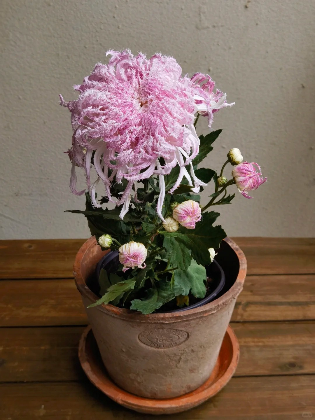 Mê mẩn loài cúc lạ "Sư Tử Phấn Bạch": Nhìn tưởng lông vũ, sờ mịn như tơ, bí kíp chăm trong chung cư kín gió vẫn nở bung rực rỡ- Ảnh 27.