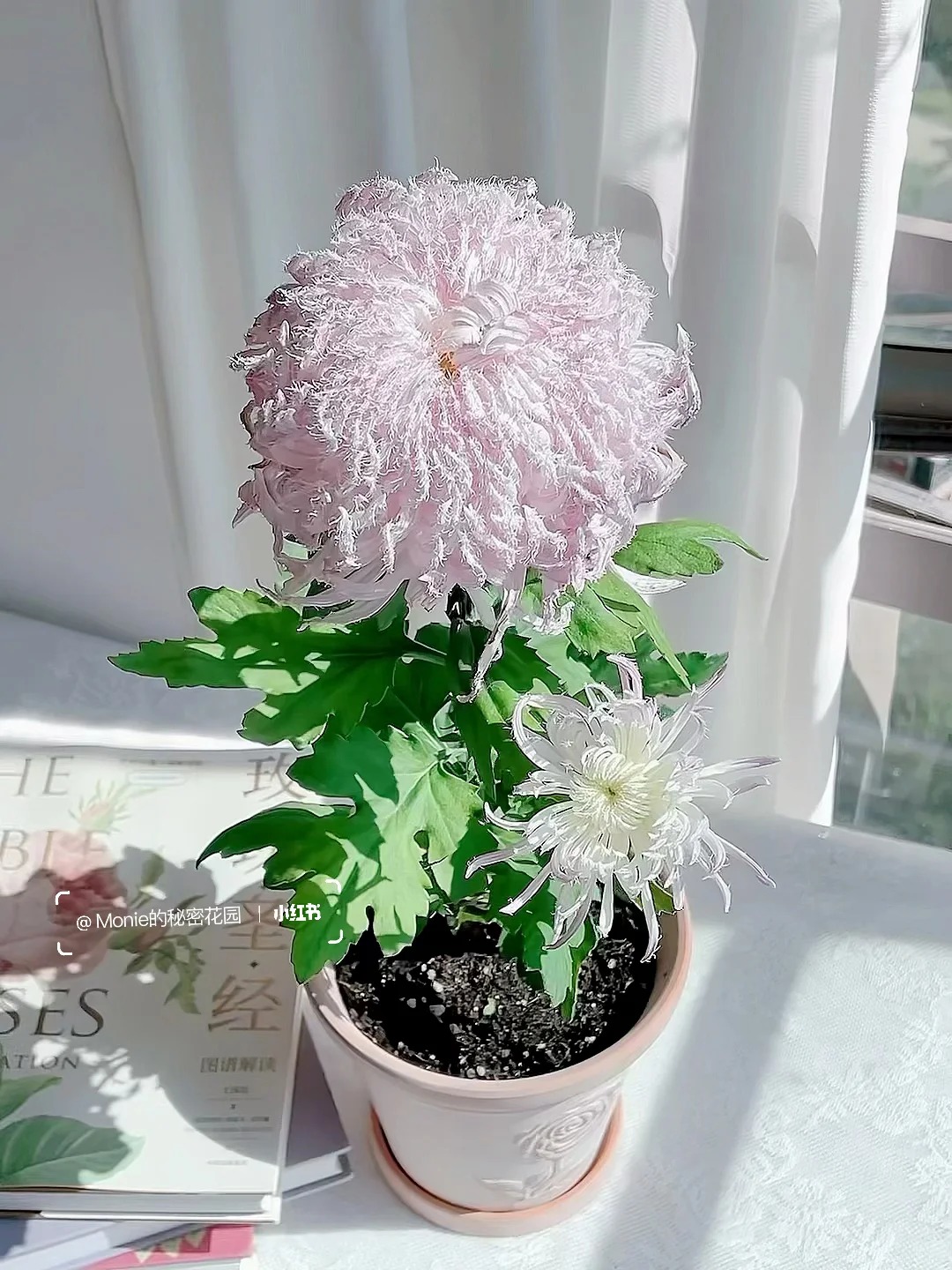 Mê mẩn loài cúc lạ "Sư Tử Phấn Bạch": Nhìn tưởng lông vũ, sờ mịn như tơ, bí kíp chăm trong chung cư kín gió vẫn nở bung rực rỡ- Ảnh 16.