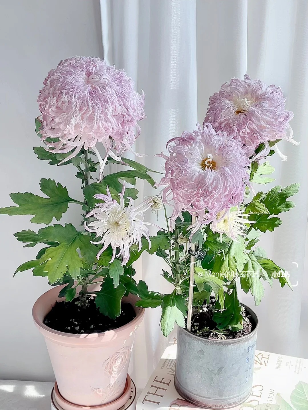 Mê mẩn loài cúc lạ "Sư Tử Phấn Bạch": Nhìn tưởng lông vũ, sờ mịn như tơ, bí kíp chăm trong chung cư kín gió vẫn nở bung rực rỡ- Ảnh 17.