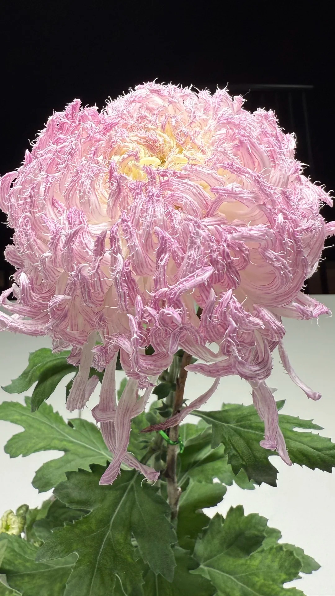 Mê mẩn loài cúc lạ "Sư Tử Phấn Bạch": Nhìn tưởng lông vũ, sờ mịn như tơ, bí kíp chăm trong chung cư kín gió vẫn nở bung rực rỡ- Ảnh 18.