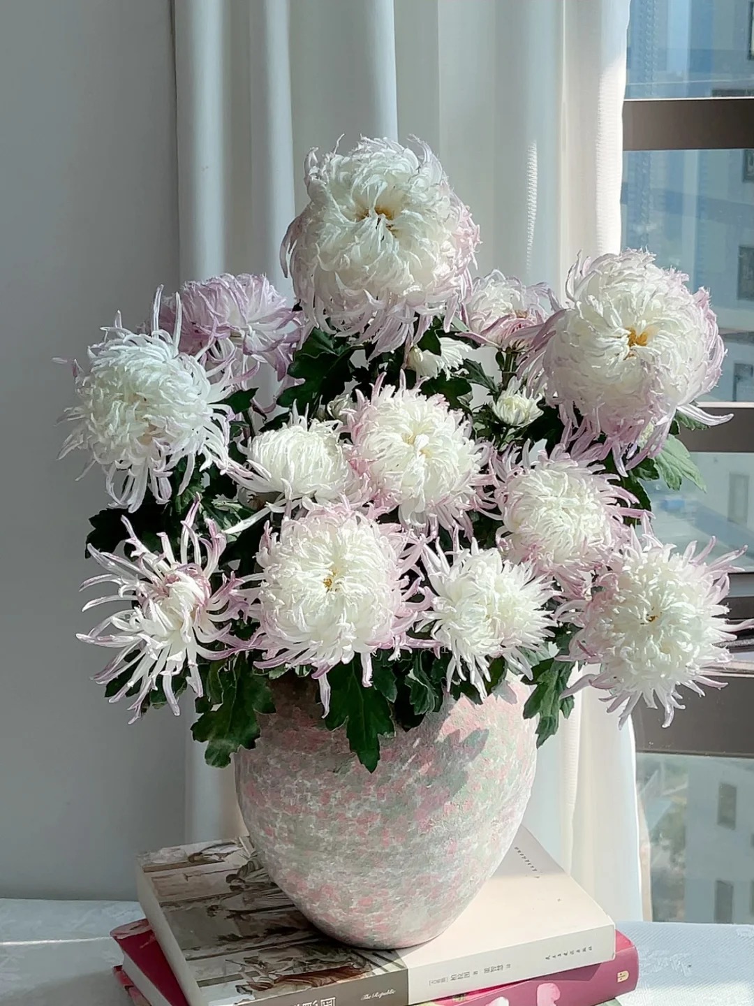 Mê mẩn loài cúc lạ "Sư Tử Phấn Bạch": Nhìn tưởng lông vũ, sờ mịn như tơ, bí kíp chăm trong chung cư kín gió vẫn nở bung rực rỡ- Ảnh 13.