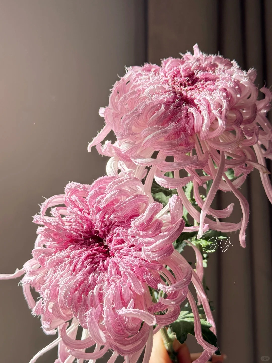 Mê mẩn loài cúc lạ "Sư Tử Phấn Bạch": Nhìn tưởng lông vũ, sờ mịn như tơ, bí kíp chăm trong chung cư kín gió vẫn nở bung rực rỡ- Ảnh 22.