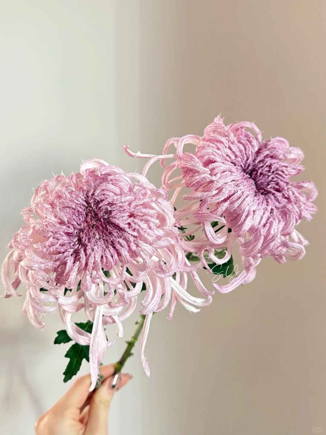 Mê mẩn loài cúc lạ "Sư Tử Phấn Bạch": Nhìn tưởng lông vũ, sờ mịn như tơ, bí kíp chăm trong chung cư kín gió vẫn nở bung rực rỡ- Ảnh 23.