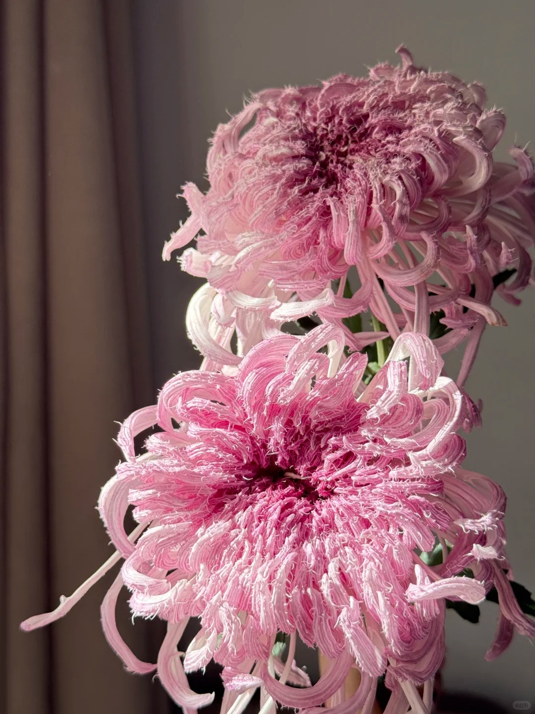 Mê mẩn loài cúc lạ "Sư Tử Phấn Bạch": Nhìn tưởng lông vũ, sờ mịn như tơ, bí kíp chăm trong chung cư kín gió vẫn nở bung rực rỡ- Ảnh 24.