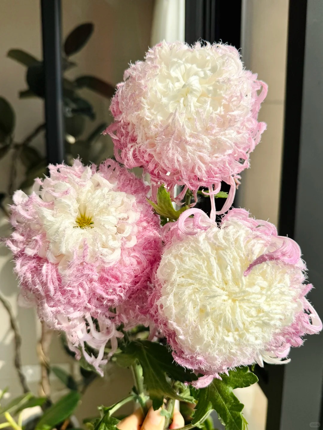 Mê mẩn loài cúc lạ "Sư Tử Phấn Bạch": Nhìn tưởng lông vũ, sờ mịn như tơ, bí kíp chăm trong chung cư kín gió vẫn nở bung rực rỡ- Ảnh 5.