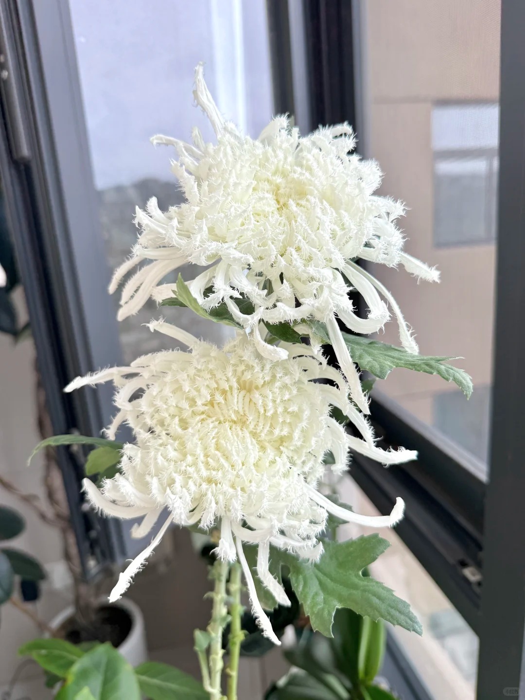 Mê mẩn loài cúc lạ "Sư Tử Phấn Bạch": Nhìn tưởng lông vũ, sờ mịn như tơ, bí kíp chăm trong chung cư kín gió vẫn nở bung rực rỡ- Ảnh 6.