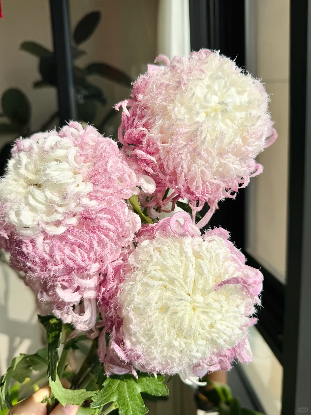 Mê mẩn loài cúc lạ "Sư Tử Phấn Bạch": Nhìn tưởng lông vũ, sờ mịn như tơ, bí kíp chăm trong chung cư kín gió vẫn nở bung rực rỡ- Ảnh 7.